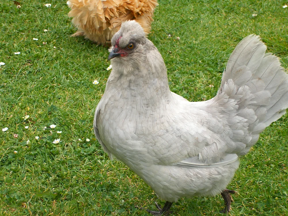 Ameraucana chickens