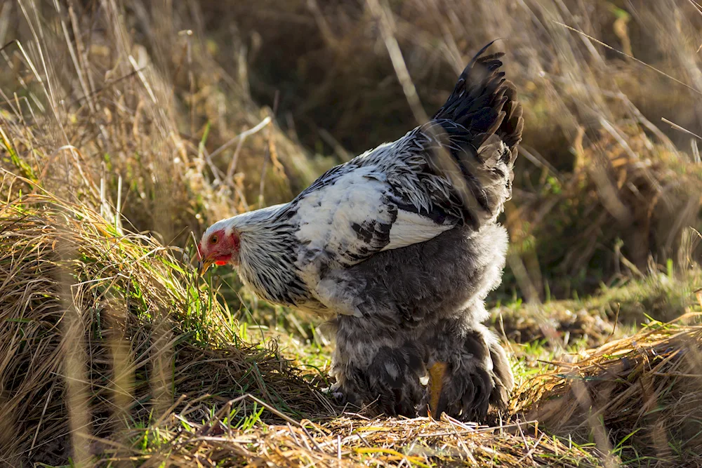 Hysex Brown hen