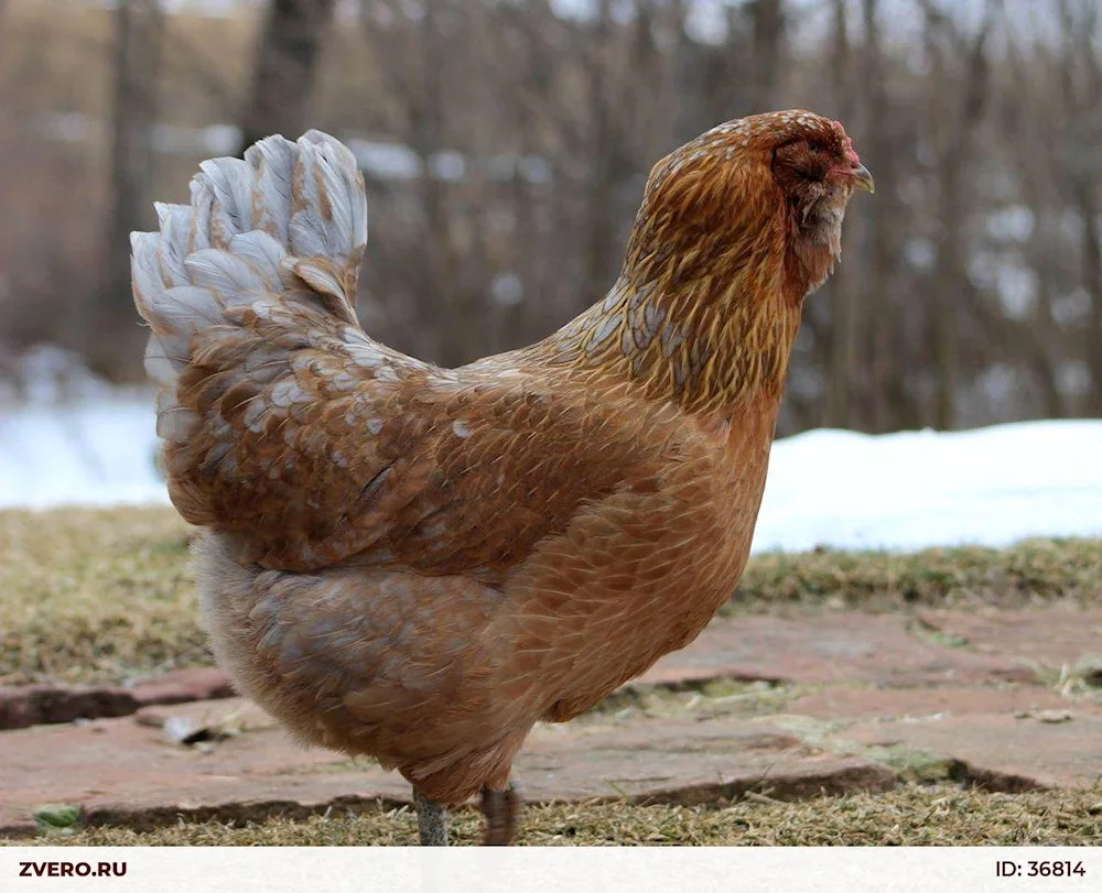 Araucana chickens