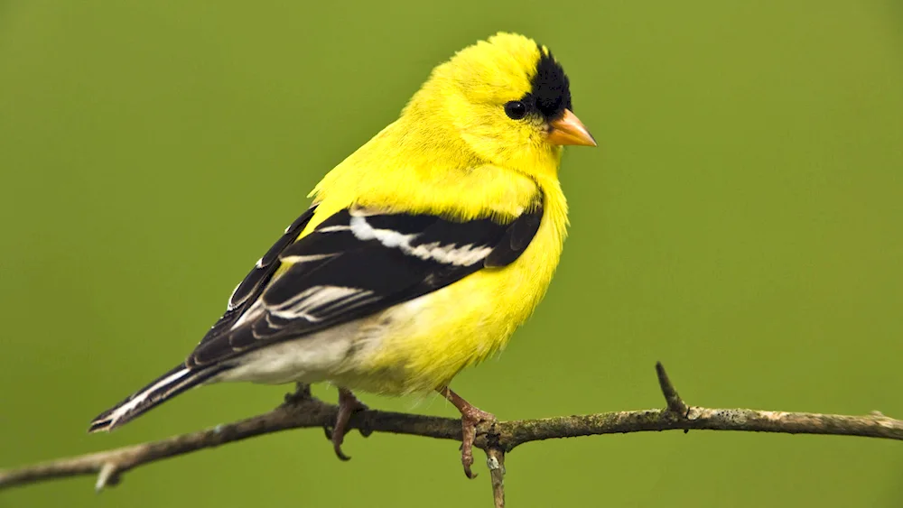 American Goldfinch bird