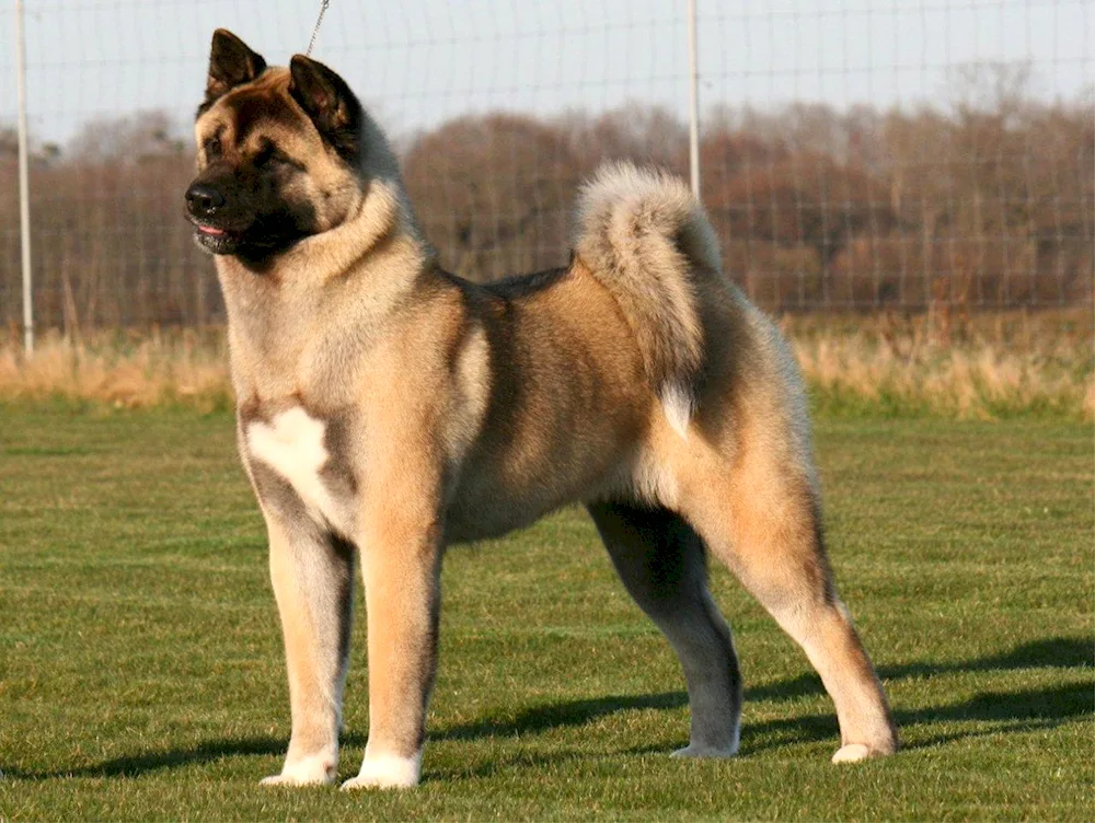 Breed of Kucetail Hmong dog