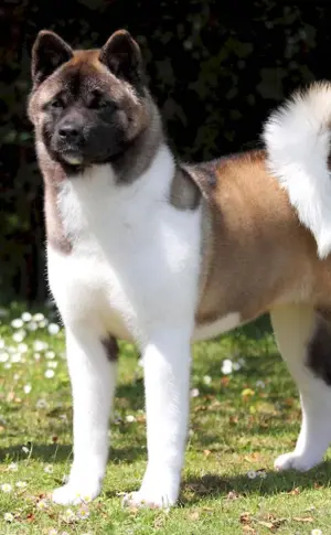 American Akita