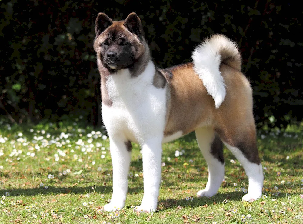 American Akita