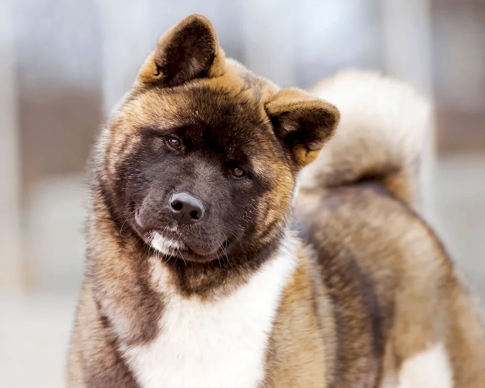 Akita inu