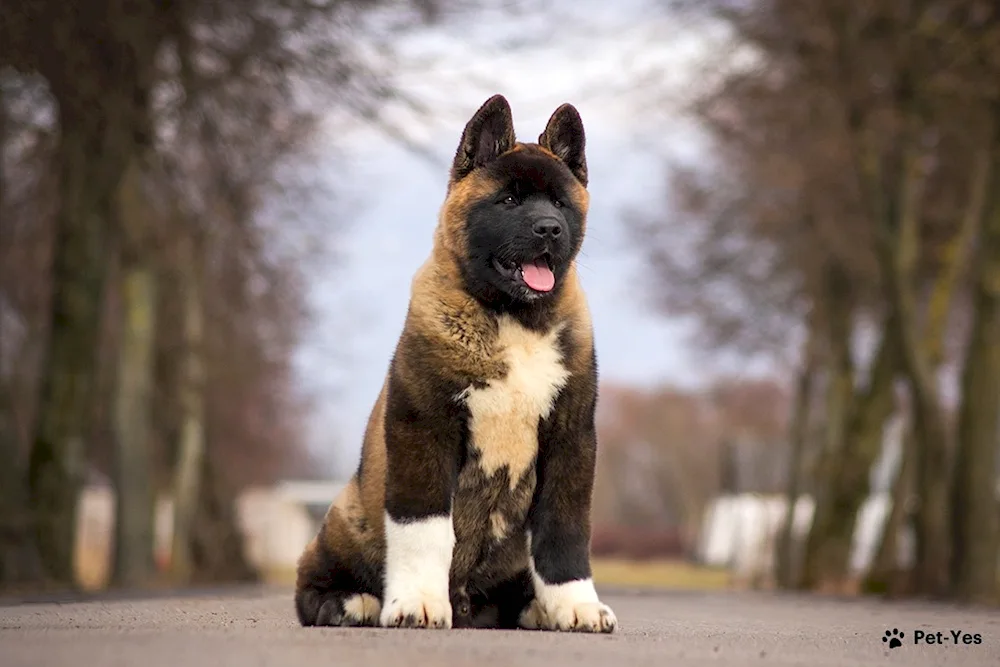 Akita inu