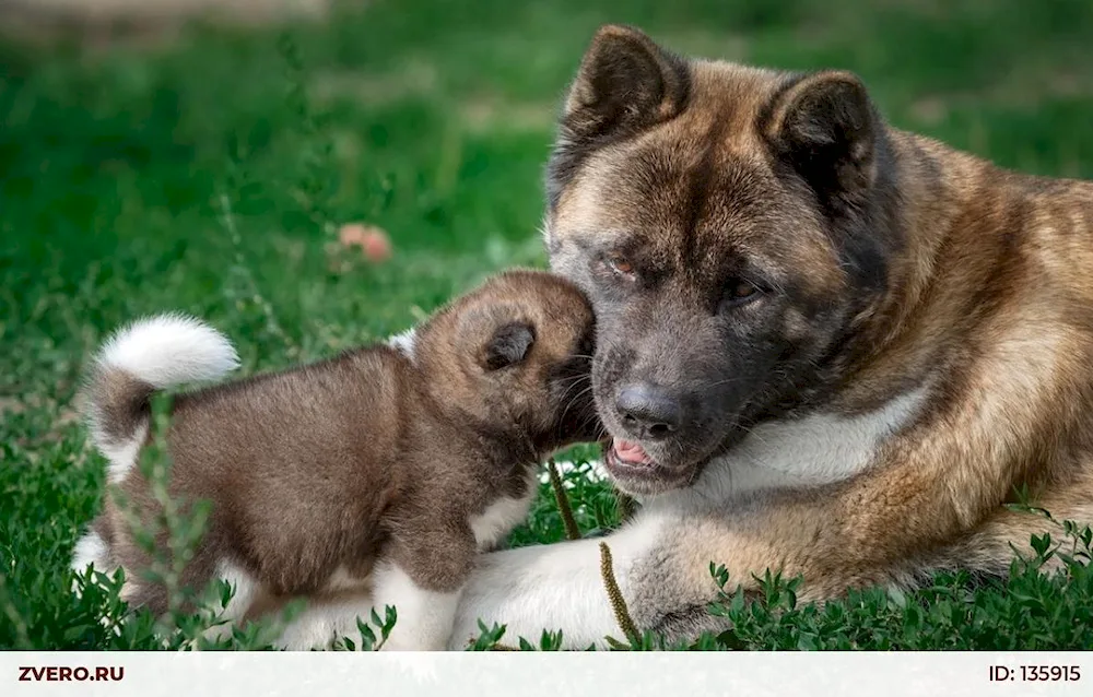 Akita inu