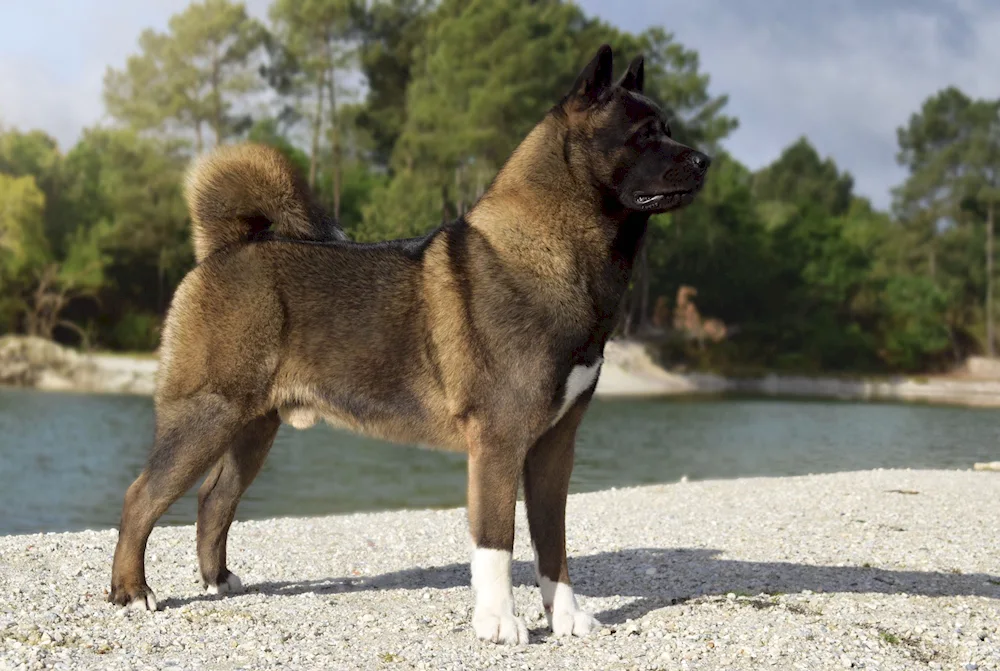 American Akita