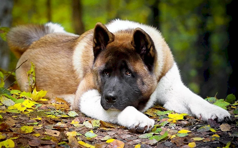 Akita Inu