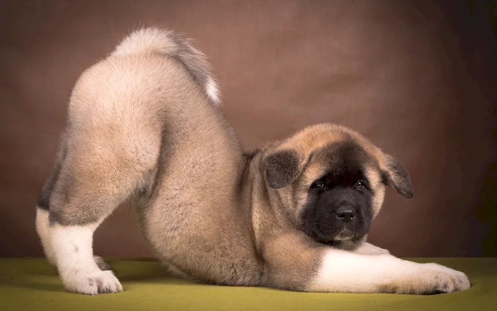 American Akita