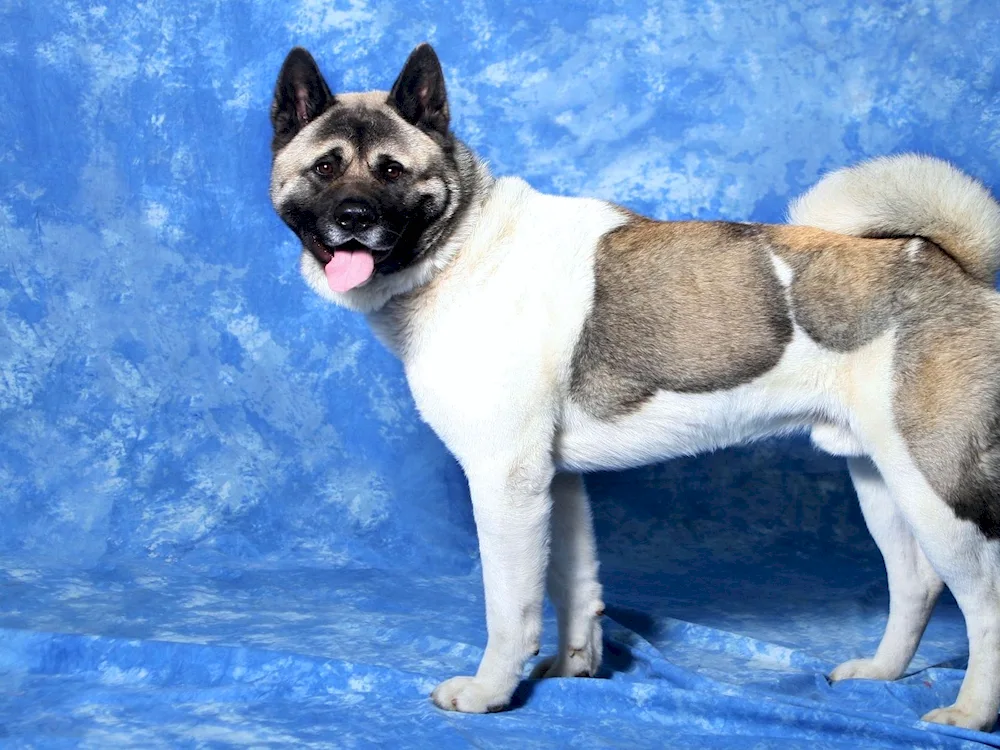 Akita inu