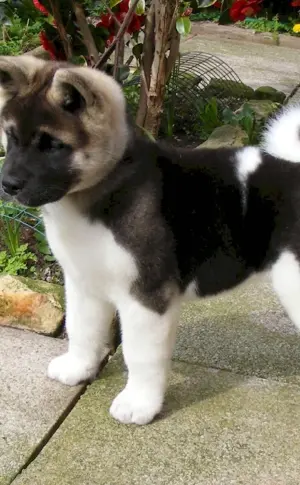 American Akita