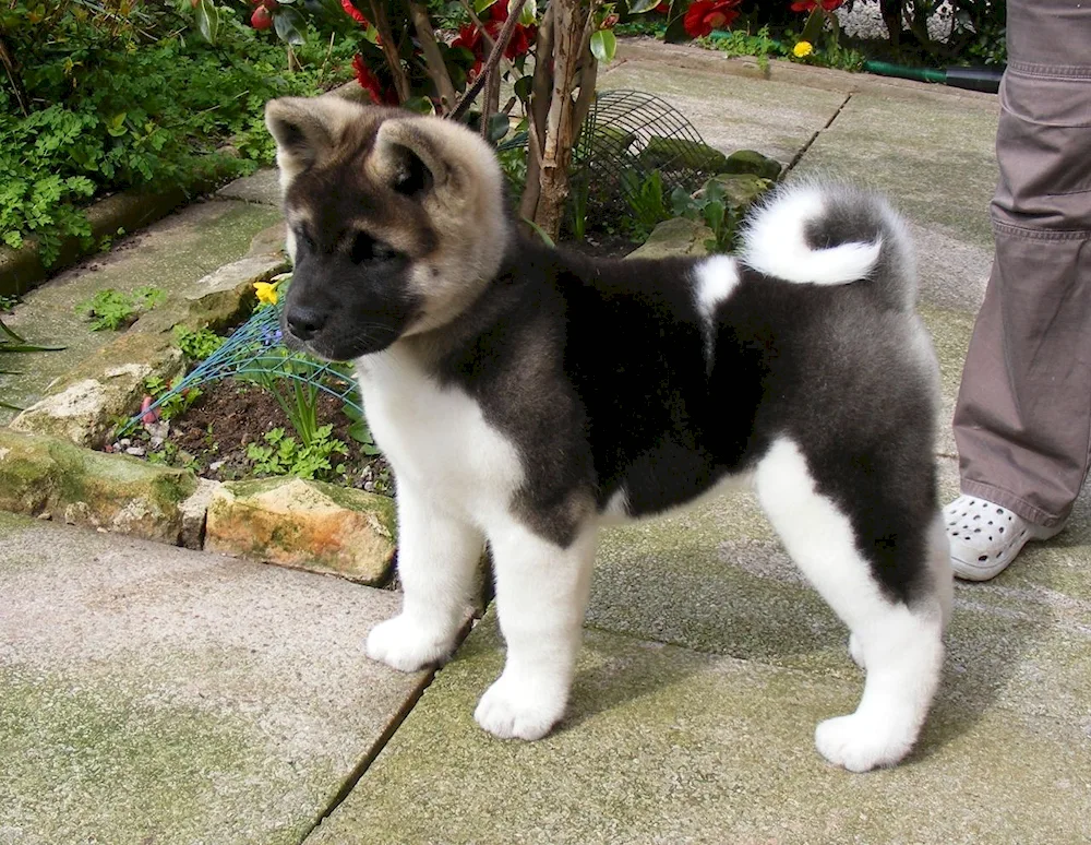 American Akita