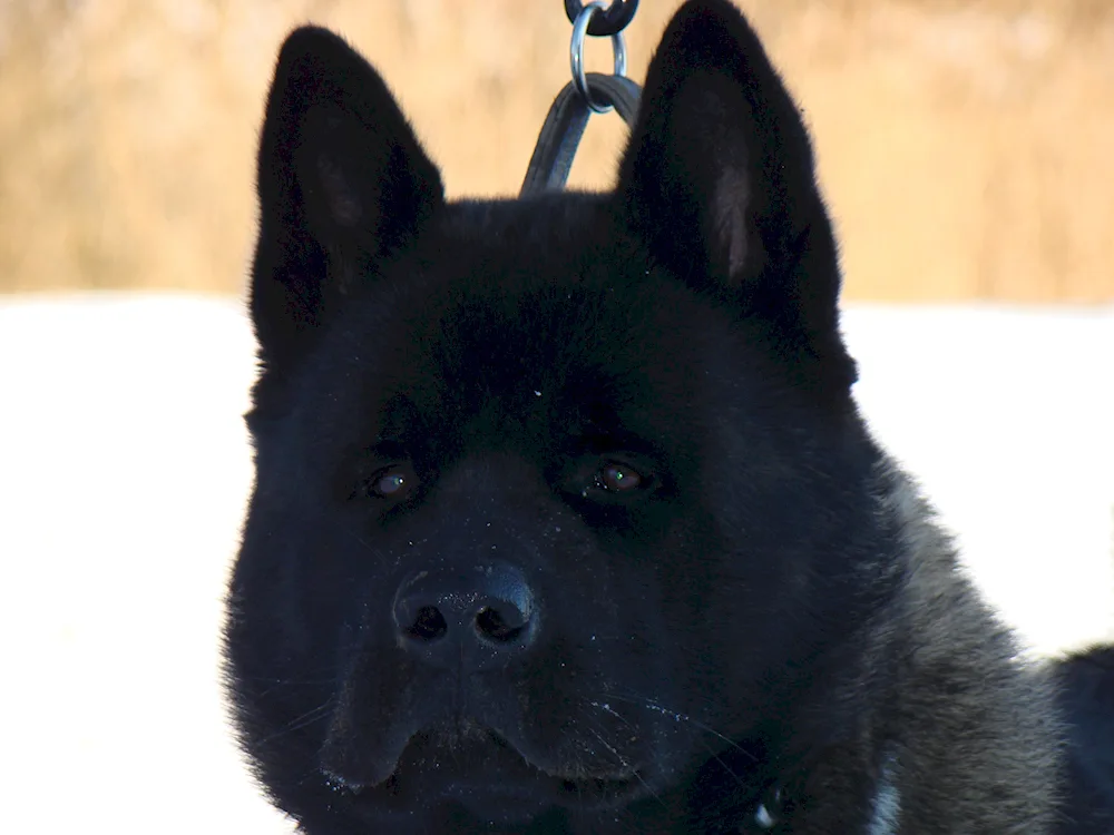 American Akita