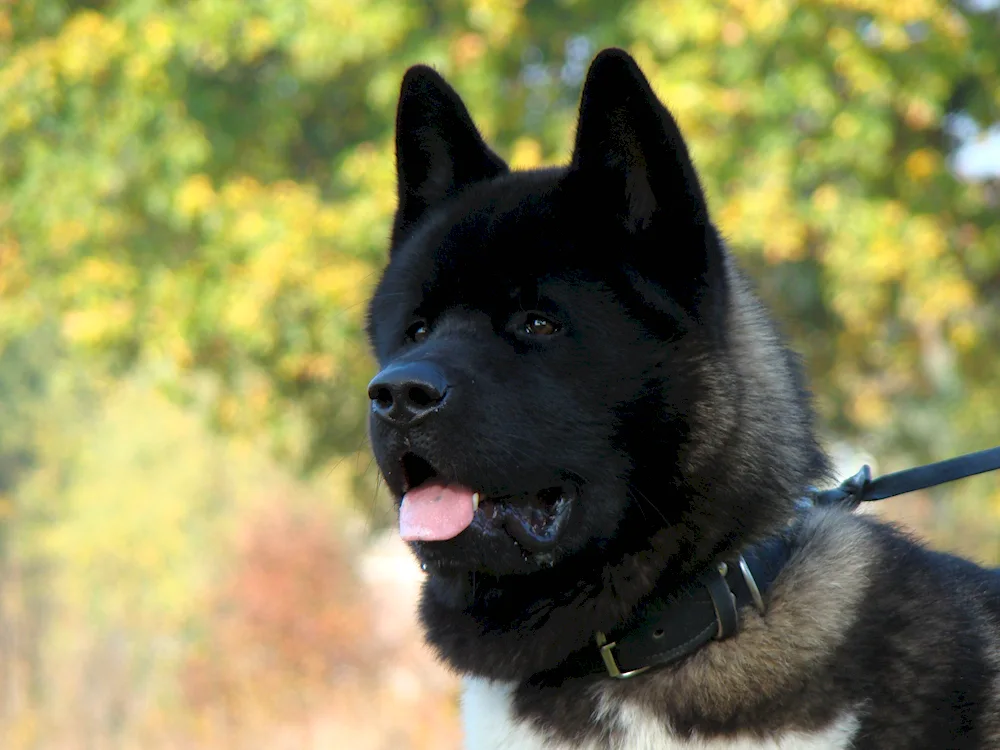 American Akita