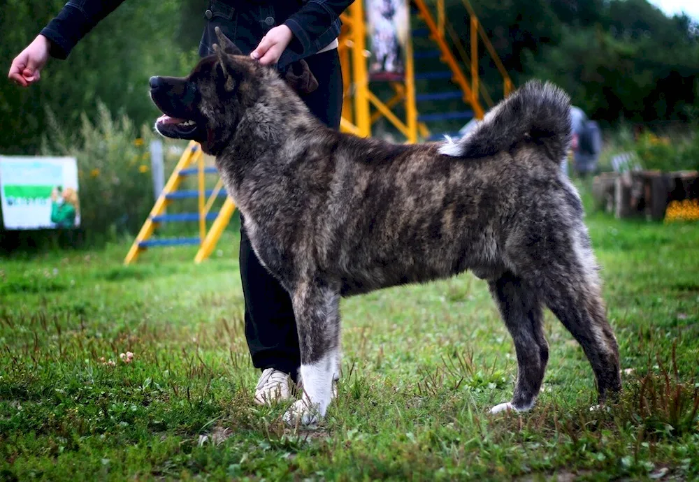 American Akita tiger