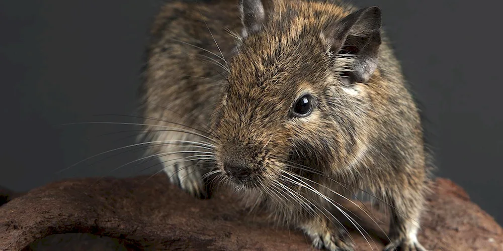 Squirrels degu