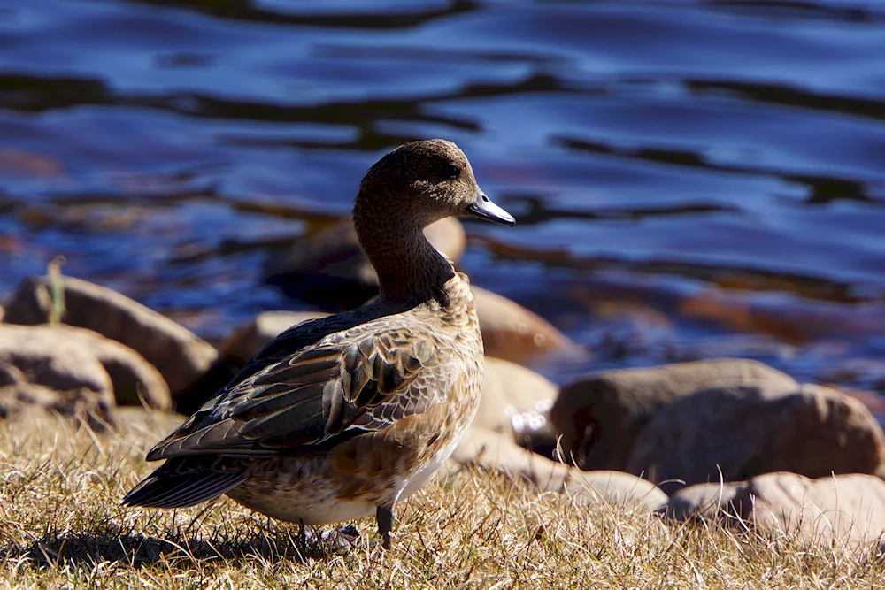 American black mallard