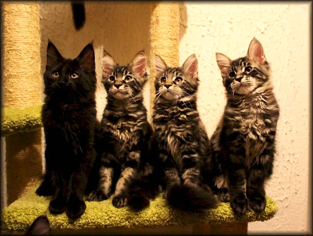 Maine coon kittens 1. 5 months old