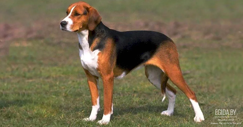 Russian hunting spaniel