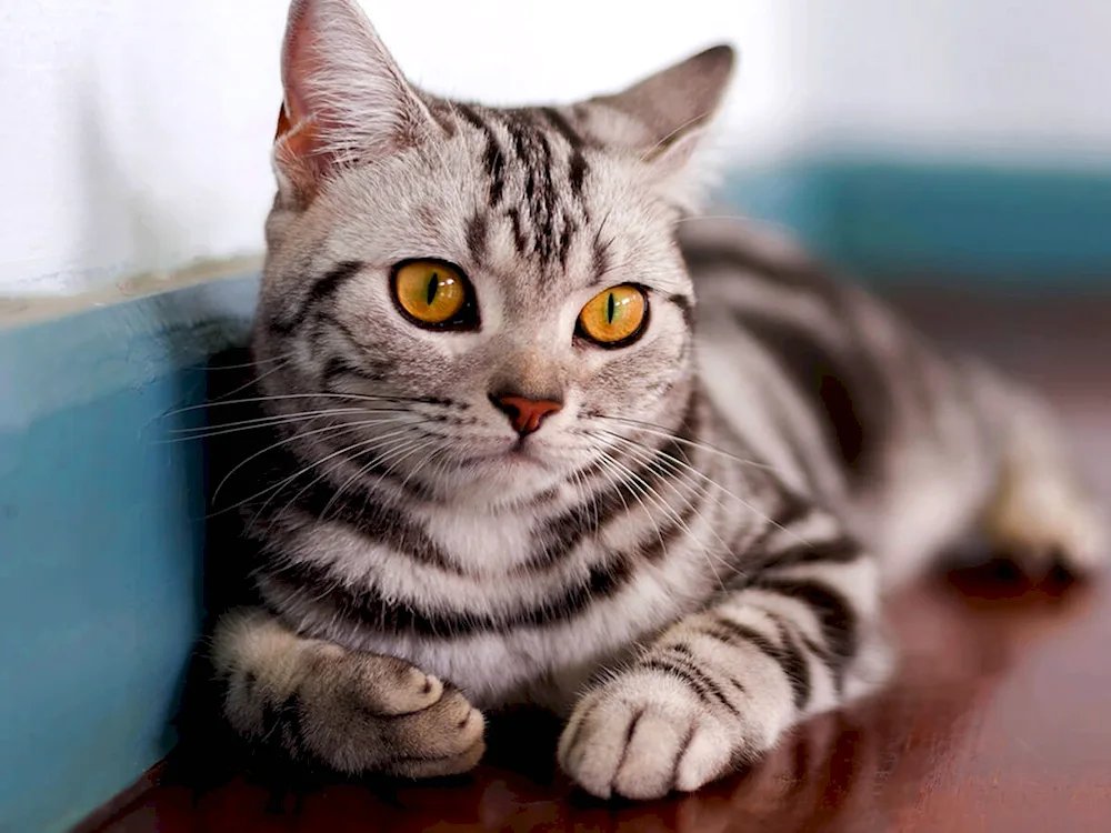 American Shorthair tabby cat