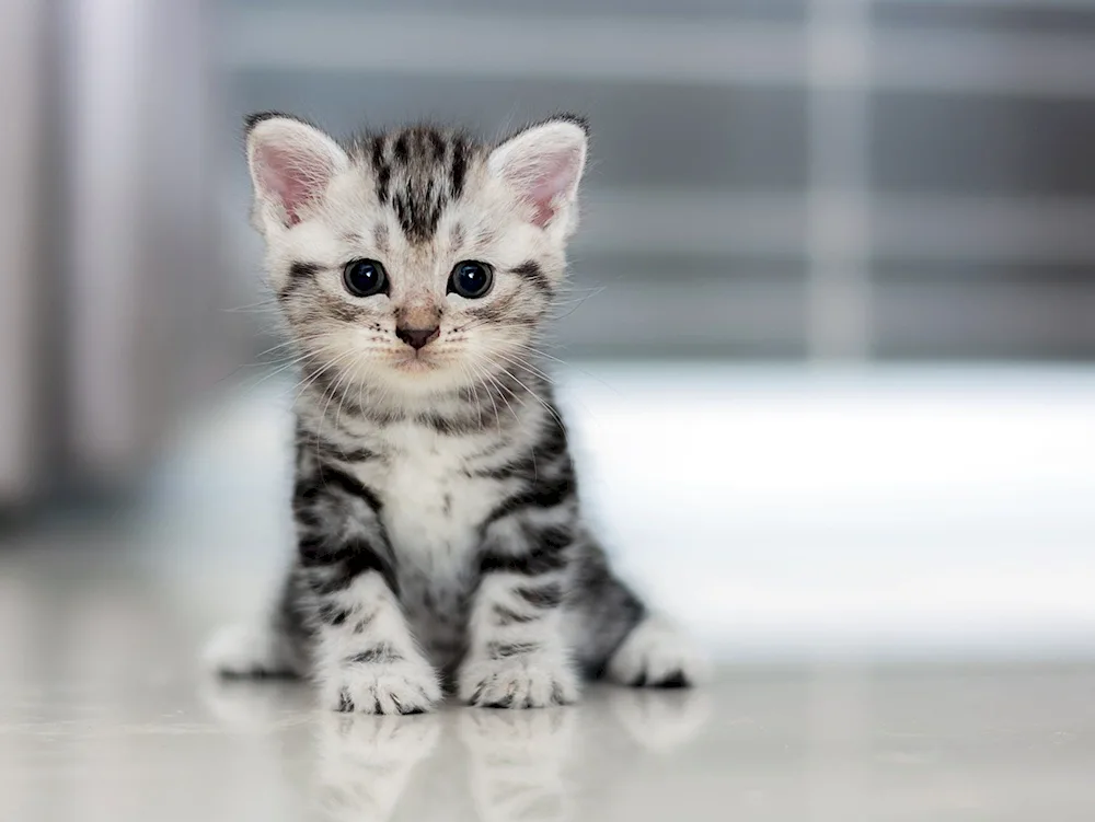 American kitten Shorthair cat little