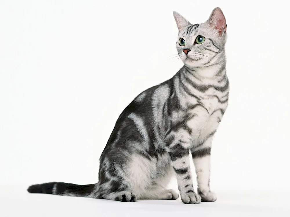 American Shorthair tabby cat