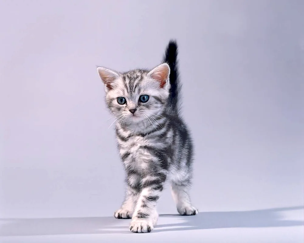 American shorthair cat whiskas