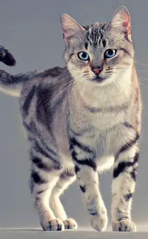 American shorthair tabby