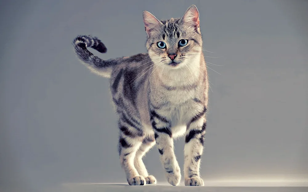 American shorthair tabby