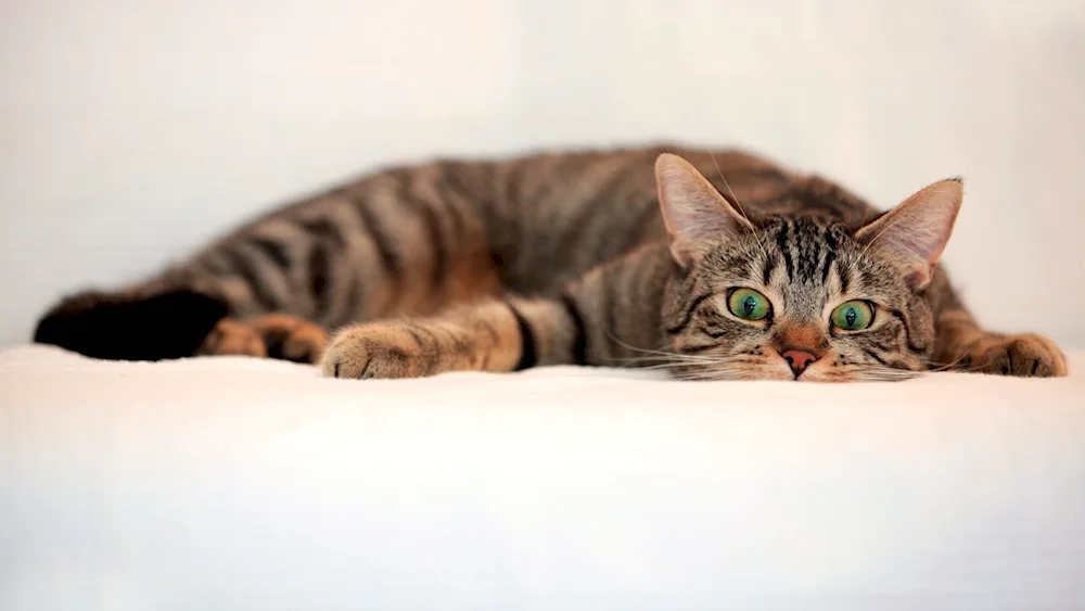 American Shorthair tabby