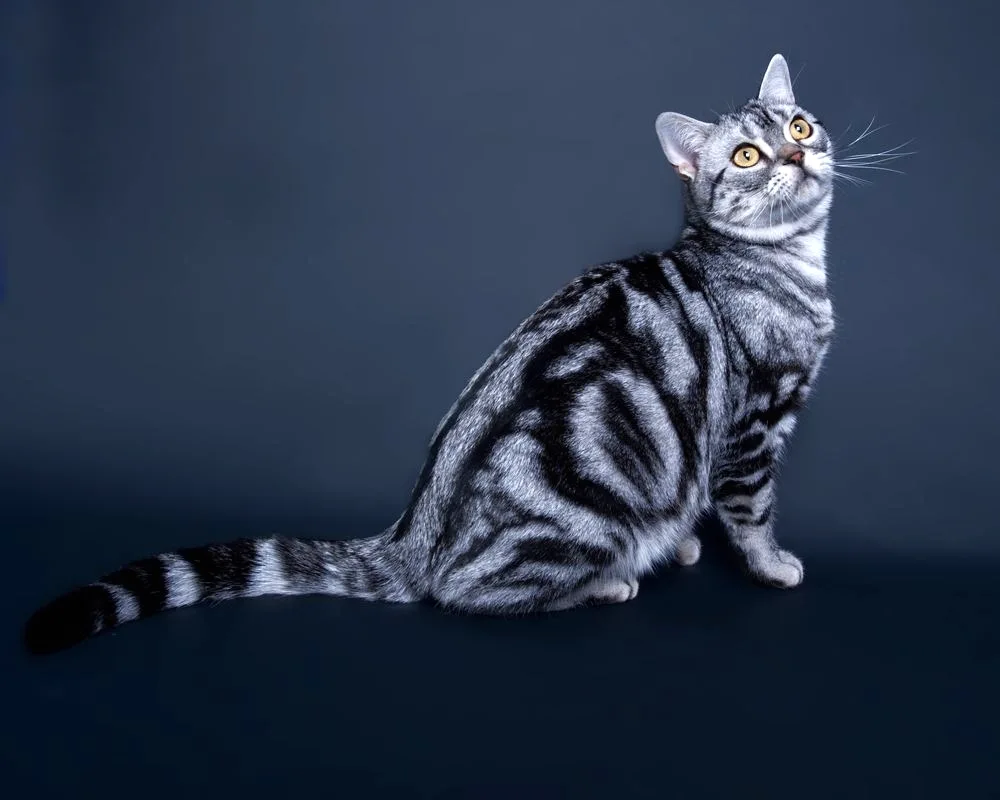 American Shorthair tabby cat