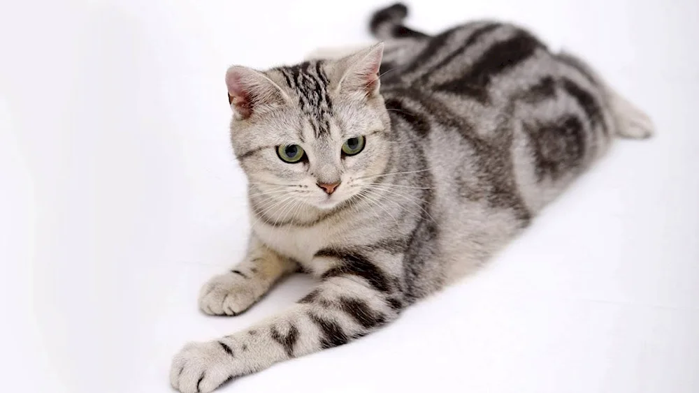 American Shorthair tabby cat