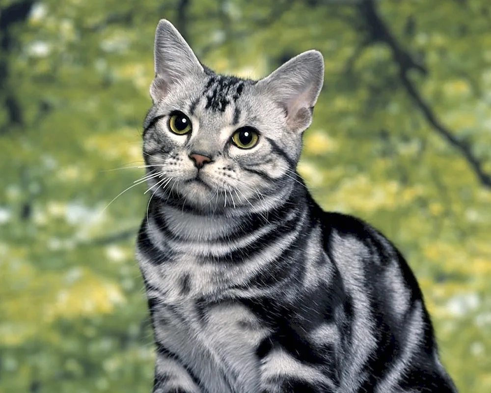 American Shorthair tabby cat