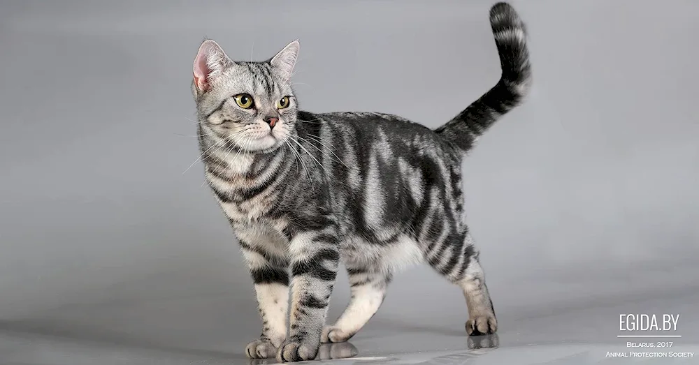 American Shorthair tabby cat