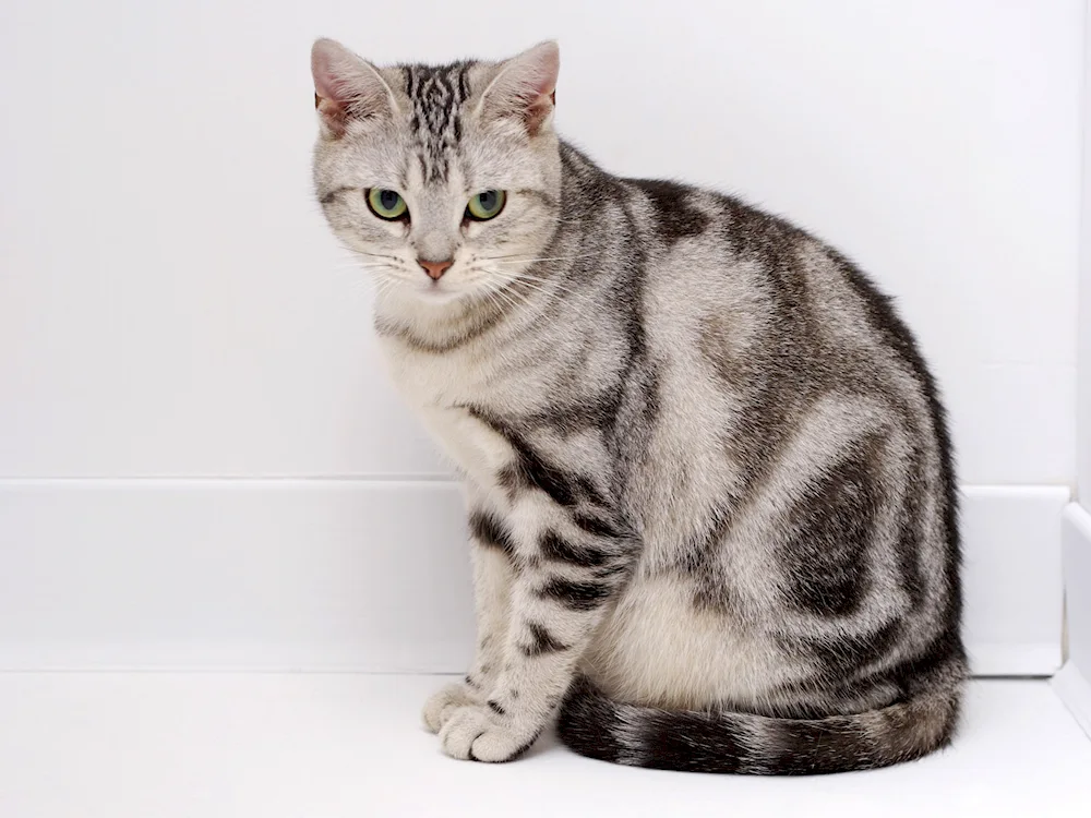 American shorthair tabby cat