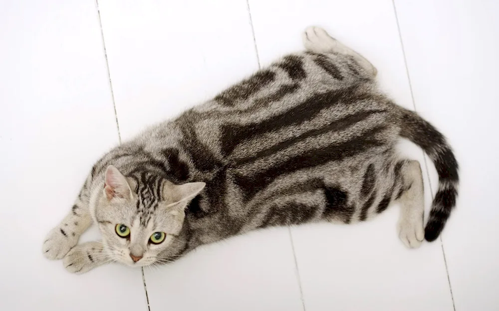 Grey striped cats