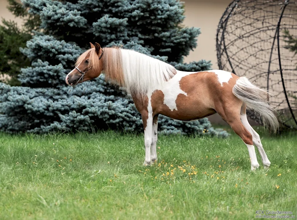 American Miniature Horse