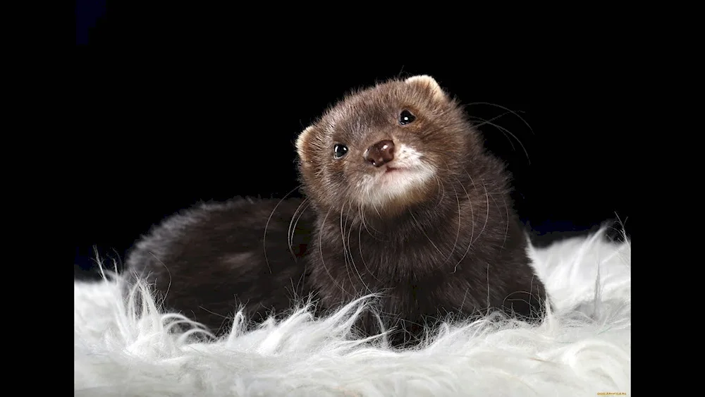 Marten sable polecat