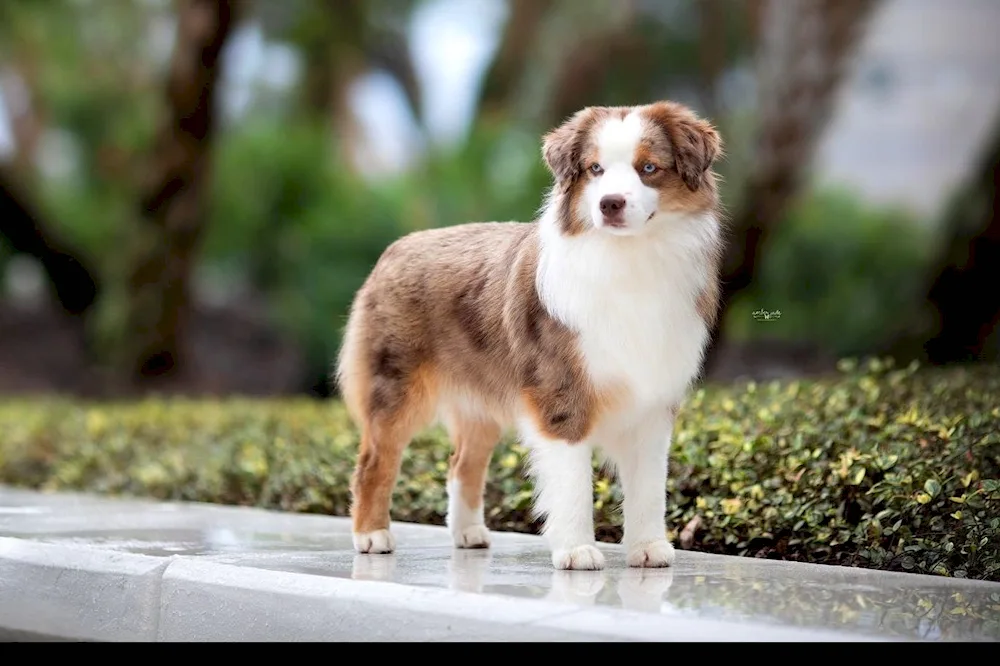 American Shepherd Aussie