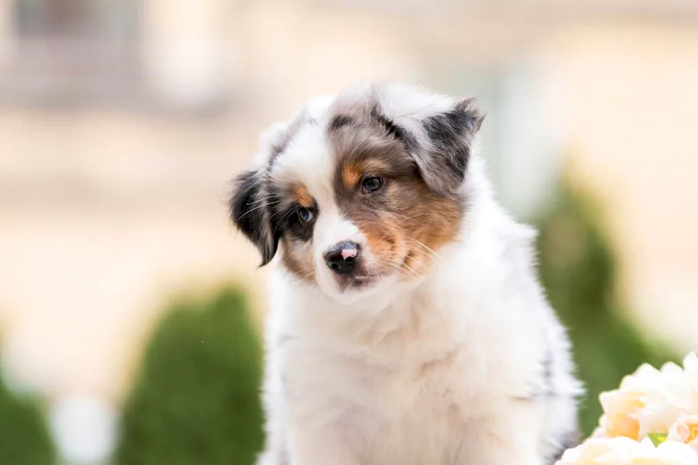 American sheepdog aussie