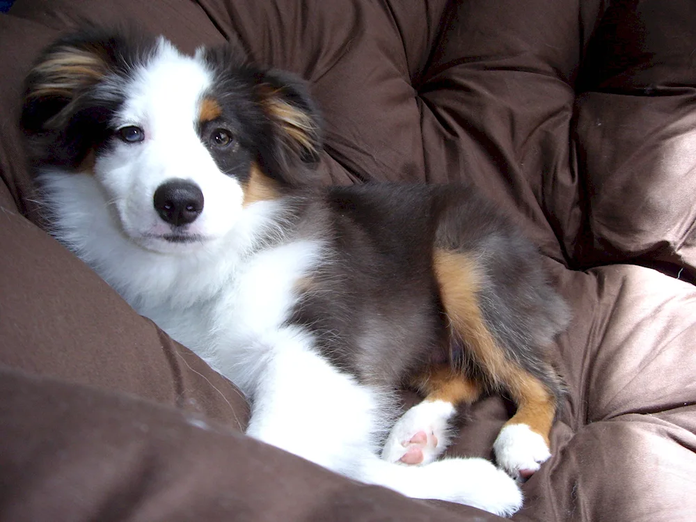 Aussie Australian shepherd aussie