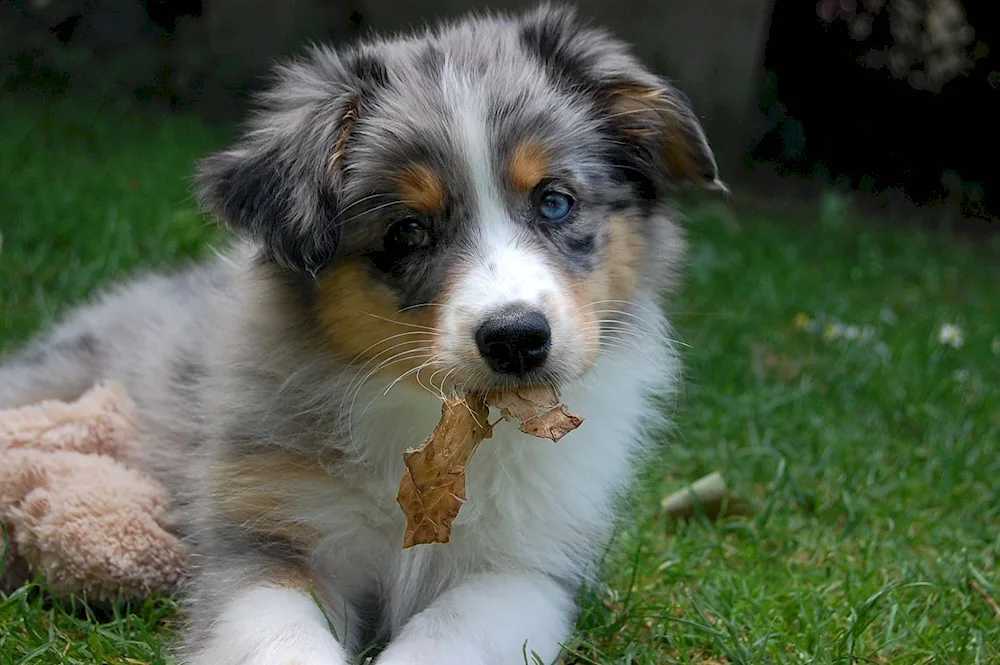 Aussie Australian shepherd aussie