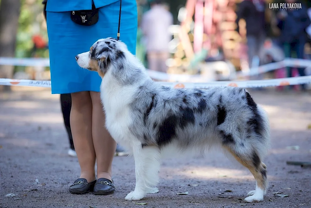 Aussie Australian Shepherd Dog