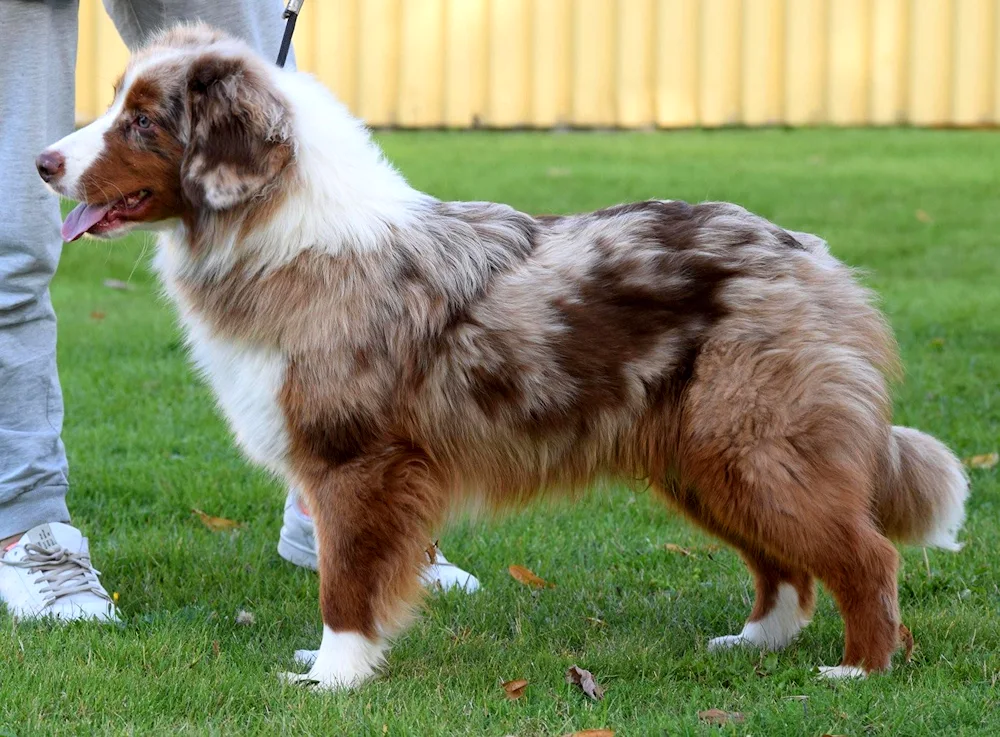 American Shepherd Aussie