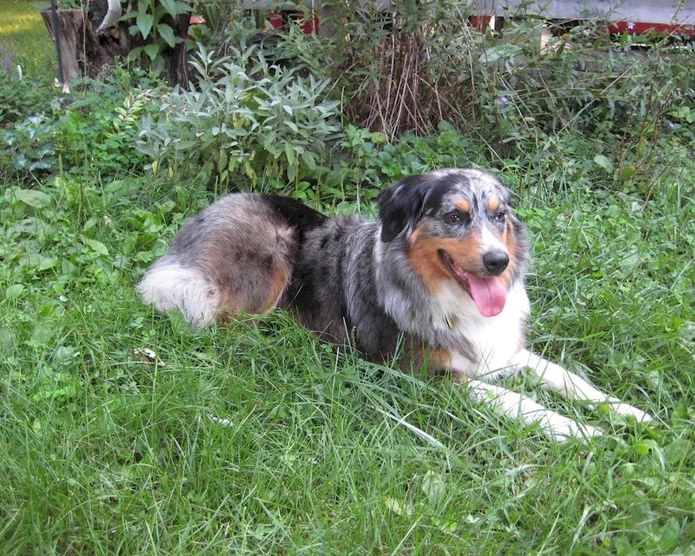 American Shepherd Aussie