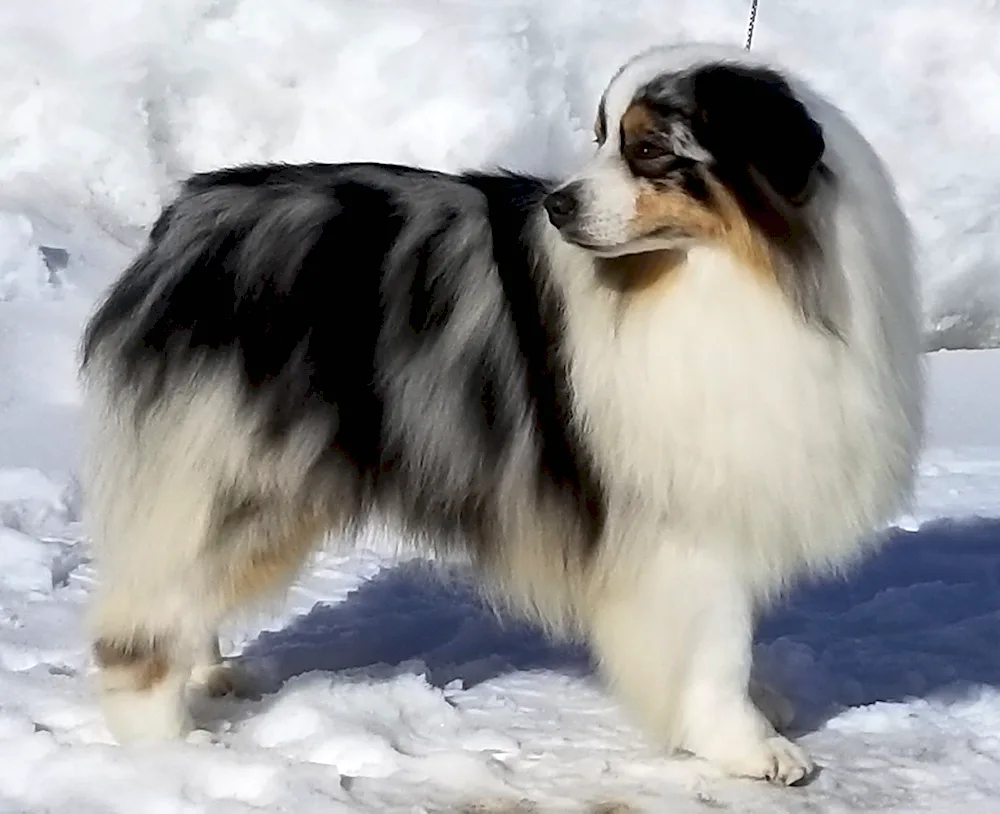 American Shepherd Aussie. aussie