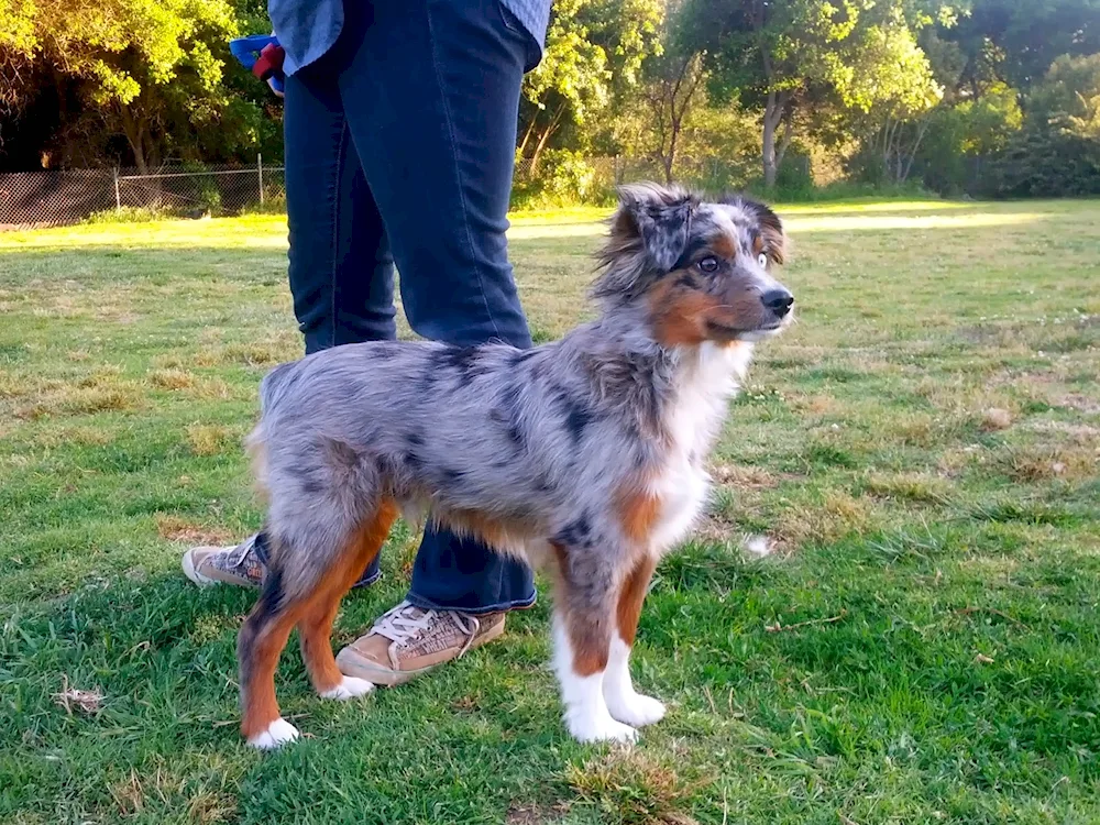 Australian sheepdog aussie