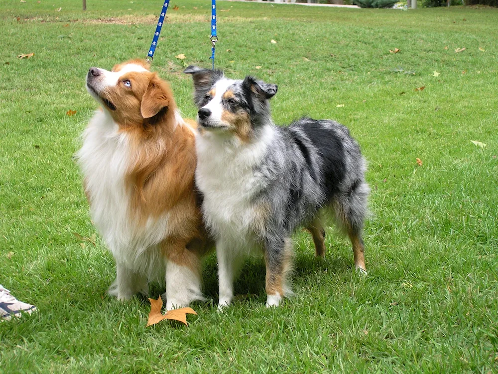 American sheepdog aussie