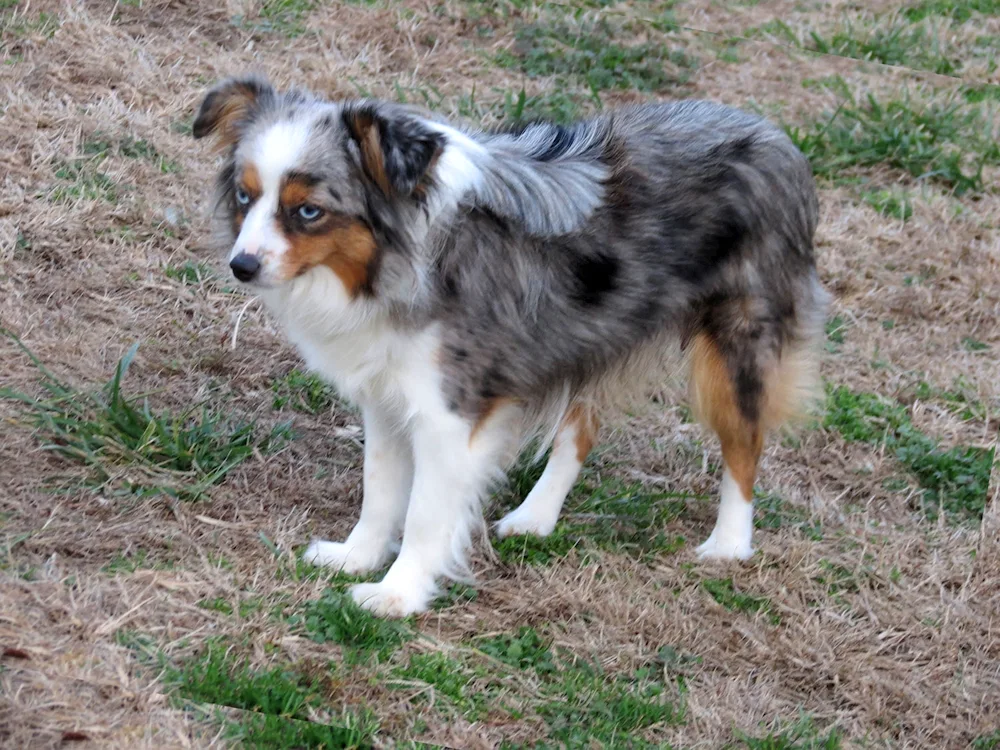 American sheepdog aussie