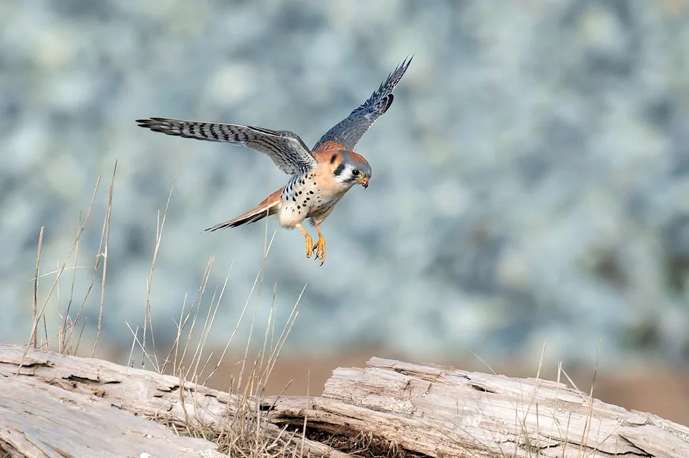 American Kestrel chick